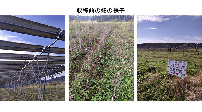 営農型太陽光発電について